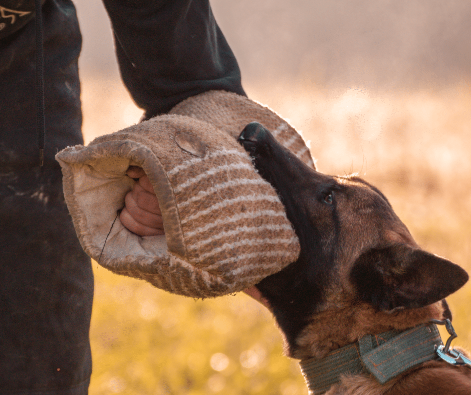 Michigan Dog Bite Lawsuits and Settlements